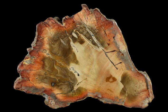 Petrified Wood (Araucaria) Slab - Madagascar #131415